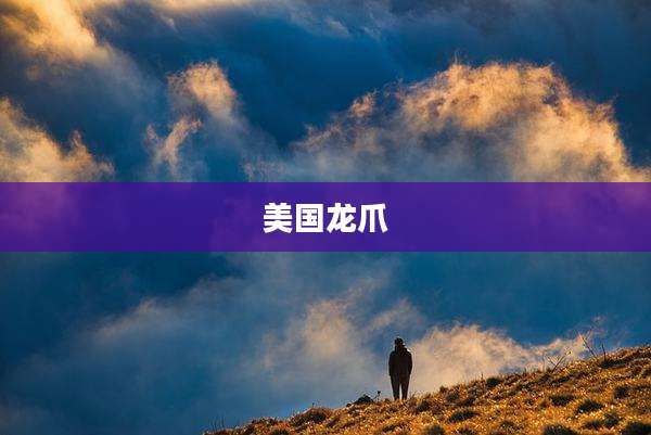 美国龙爪