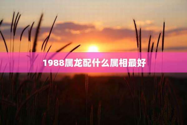 1988属龙配什么属相最好