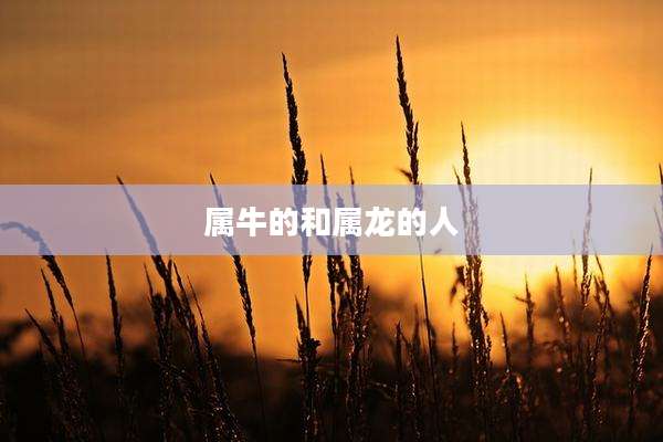 属牛的和属龙的人