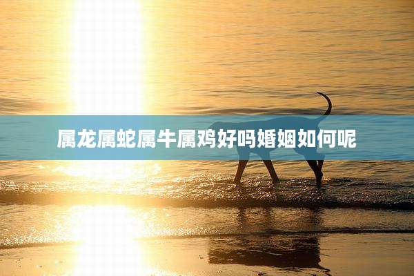 属龙属蛇属牛属鸡好吗婚姻如何呢