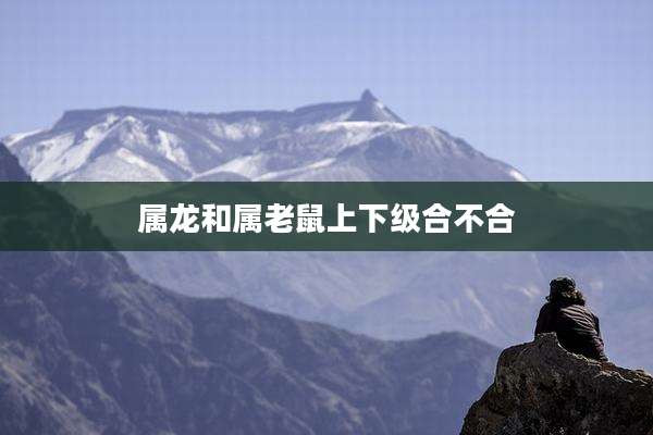 属龙和属老鼠上下级合不合