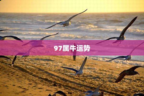 97属牛运势