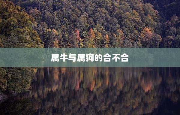 属牛与属狗的合不合