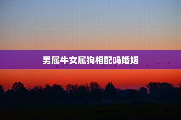 男属牛女属狗相配吗婚姻