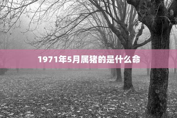 1971年5月属猪的是什么命
