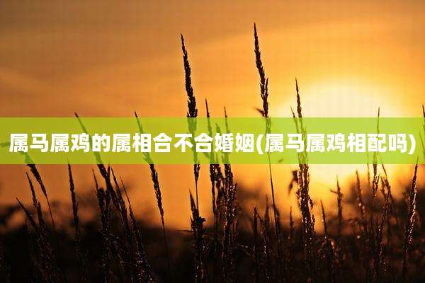 属马属鸡的属相合不合婚姻(属马属鸡相配吗)