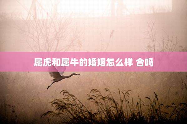 属虎和属牛的婚姻怎么样 合吗