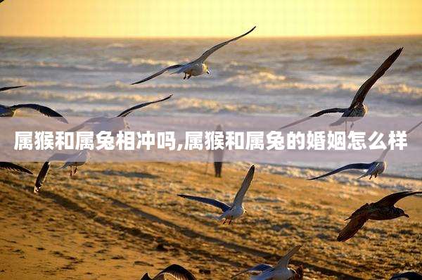 属猴和属兔相冲吗,属猴和属兔的婚姻怎么样