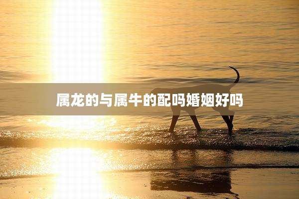 属龙的与属牛的配吗婚姻好吗