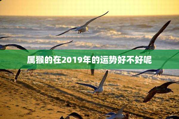 属猴的在2019年的运势好不好呢