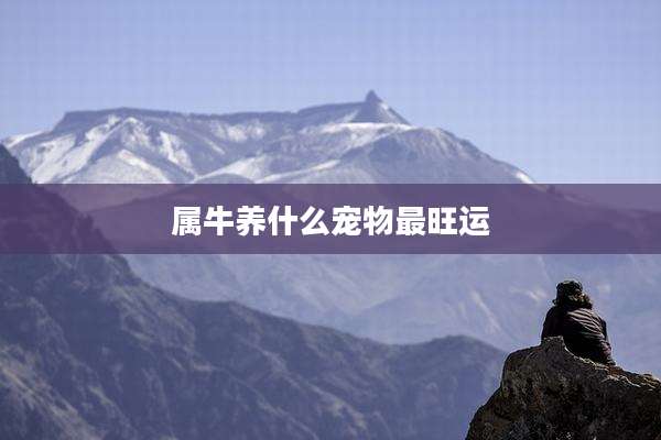 属牛养什么宠物最旺运