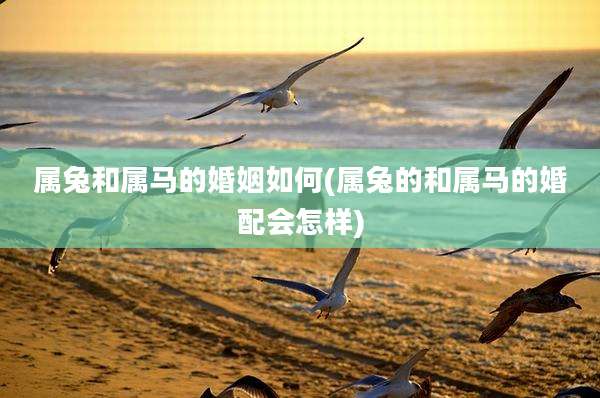 属兔和属马的婚姻如何(属兔的和属马的婚配会怎样)