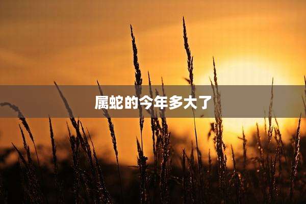 属蛇的今年多大了