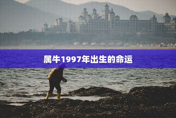 属牛1997年出生的命运