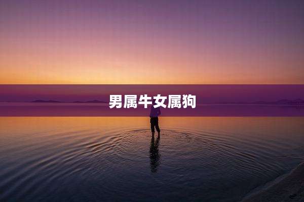男属牛女属狗