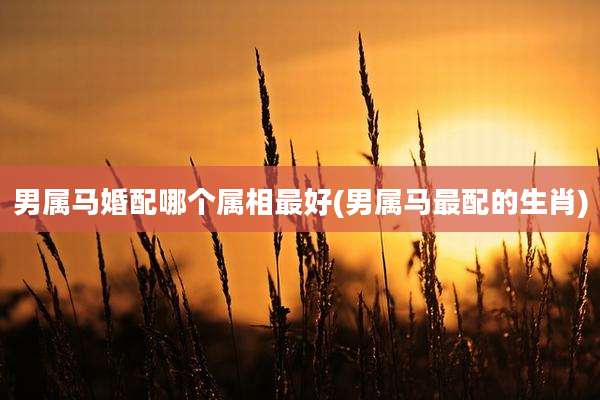 男属马婚配哪个属相最好(男属马最配的生肖)