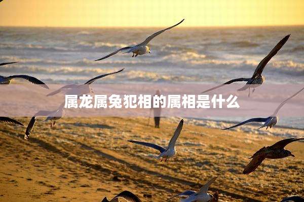 属龙属兔犯相的属相是什么