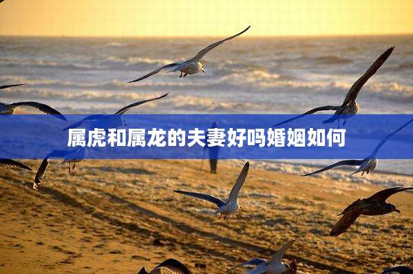 属虎和属龙的夫妻好吗婚姻如何