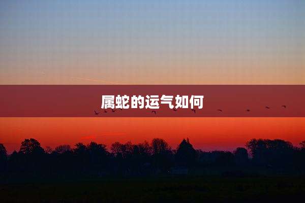 属蛇的运气如何