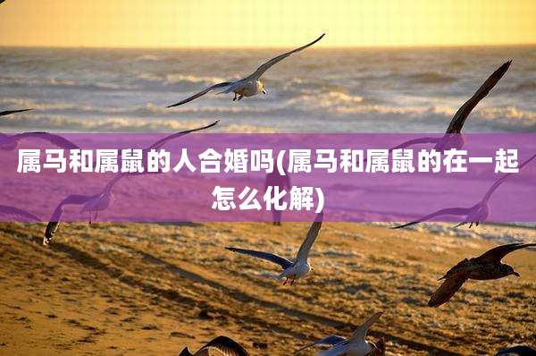 属马和属鼠的人合婚吗(属马和属鼠的在一起怎么化解)