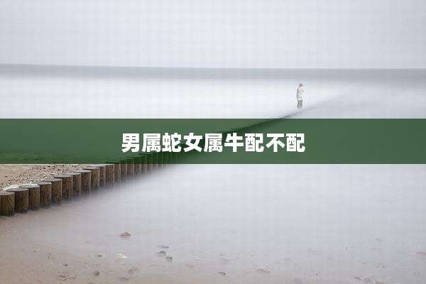 男属蛇女属牛配不配