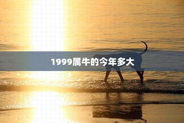 1999属牛的今年多大