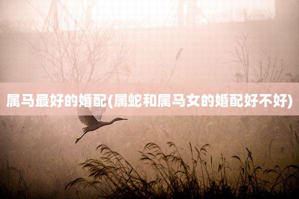 属马最好的婚配(属蛇和属马女的婚配好不好)