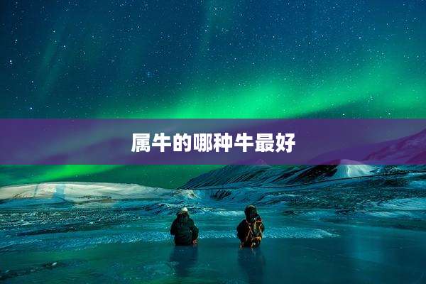 属牛的哪种牛最好