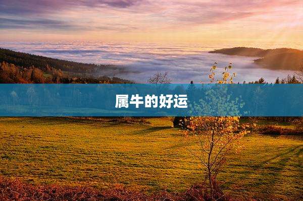 属牛的好运