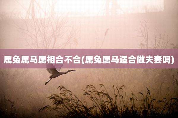 属兔属马属相合不合(属兔属马适合做夫妻吗)