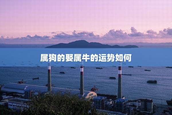 属狗的娶属牛的运势如何