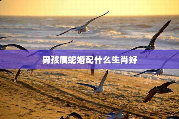 男孩属蛇婚配什么生肖好