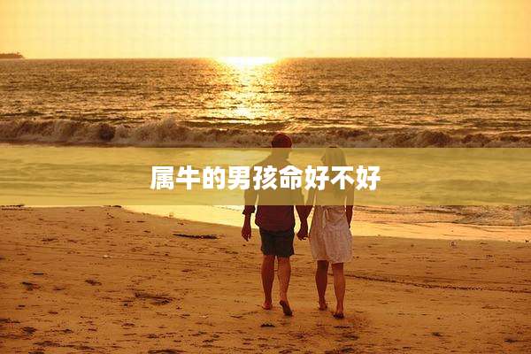 属牛的男孩命好不好