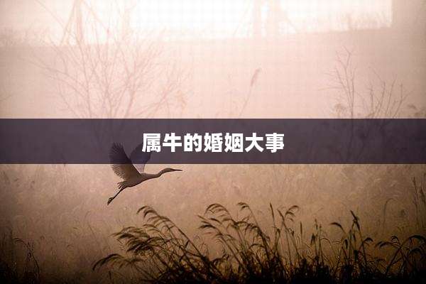 属牛的婚姻大事