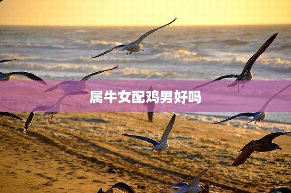 属牛女配鸡男好吗