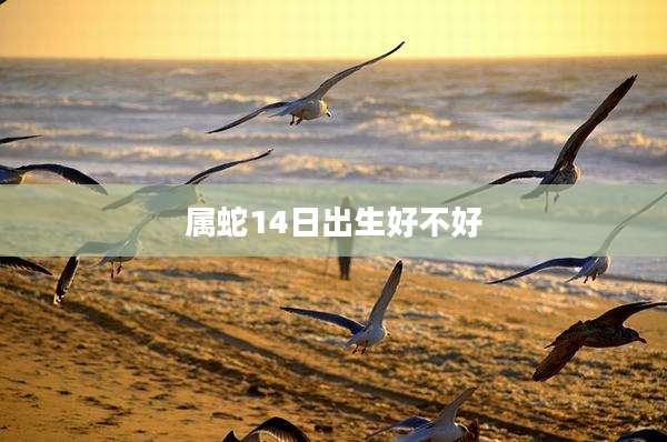 属蛇14日出生好不好