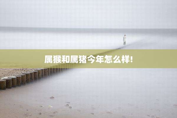 属猴和属猪今年怎么样!