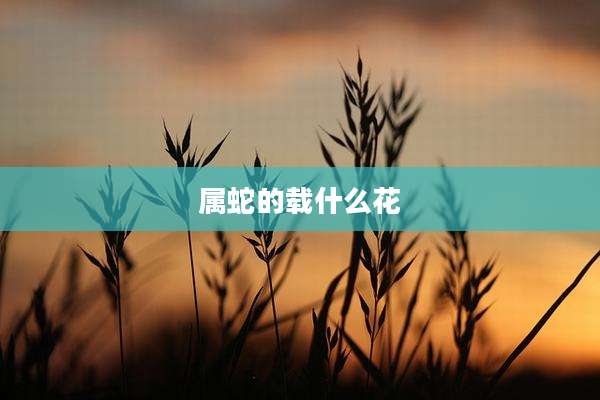 属蛇的载什么花