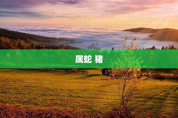 属蛇 猪