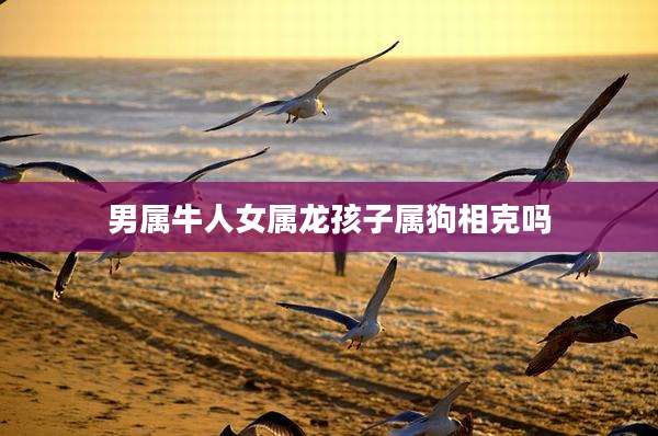 男属牛人女属龙孩子属狗相克吗