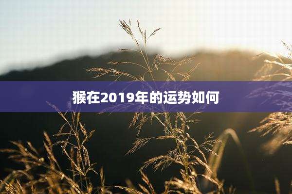 猴在2019年的运势如何