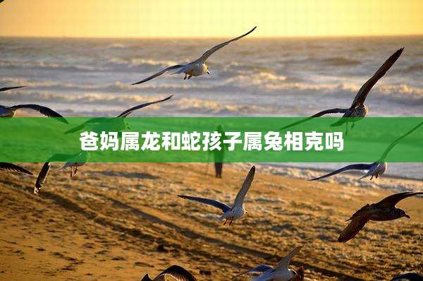 爸妈属龙和蛇孩子属兔相克吗