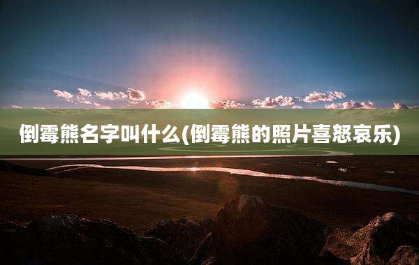 倒霉熊名字叫什么(倒霉熊的照片喜怒哀乐)