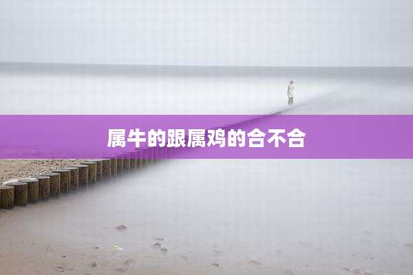 属牛的跟属鸡的合不合