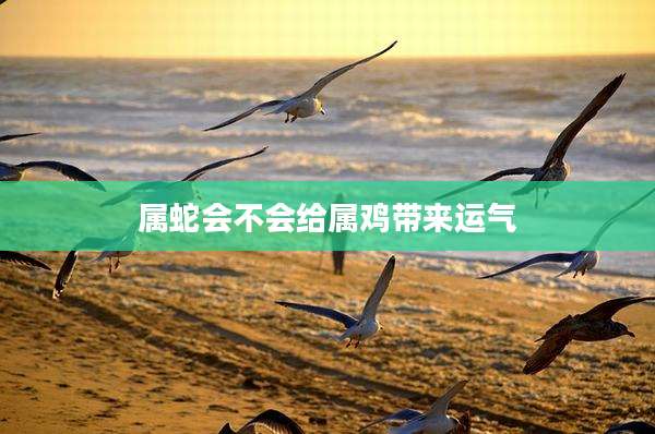 属蛇会不会给属鸡带来运气