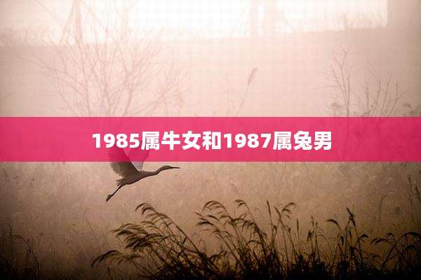 1985属牛女和1987属兔男
