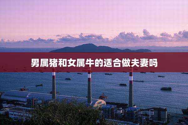 男属猪和女属牛的适合做夫妻吗