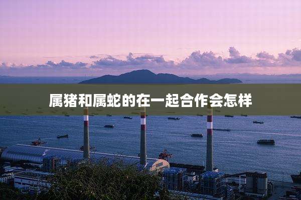 属猪和属蛇的在一起合作会怎样