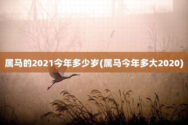 属马的2021今年多少岁(属马今年多大2020)