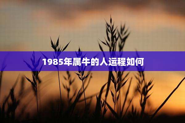 1985年属牛的人运程如何